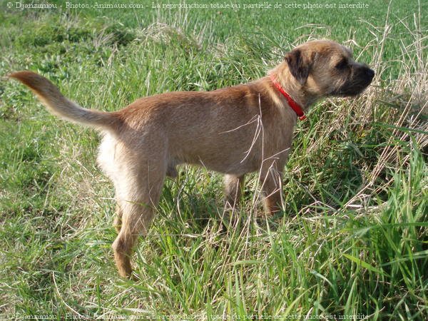 Photo de Border terrier