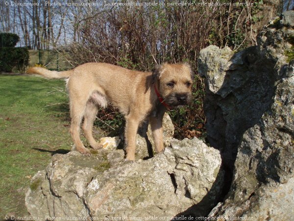 Photo de Border terrier