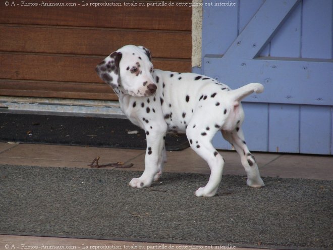 Photo de Dalmatien