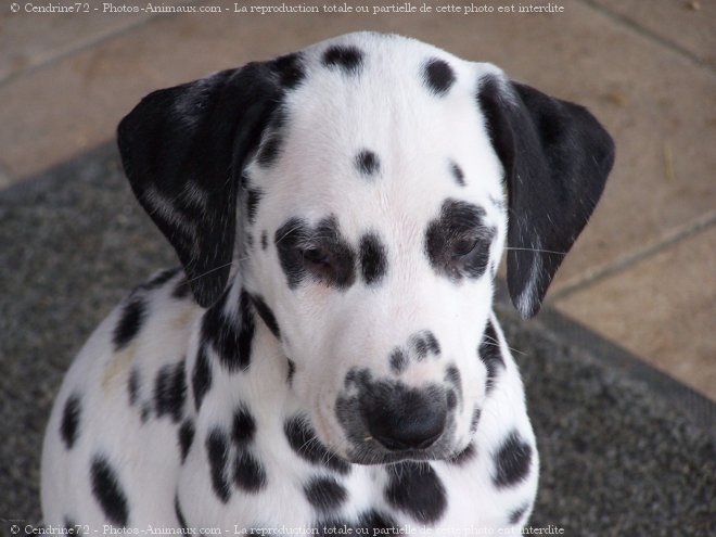 Photo de Dalmatien