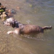 Photo de Chien de berger des pyrenes  poil long