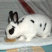 Photo de Lapin