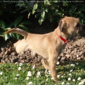 Photo de Border terrier