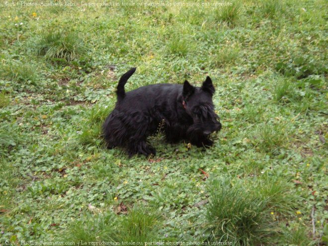 Photo de Scottish terrier