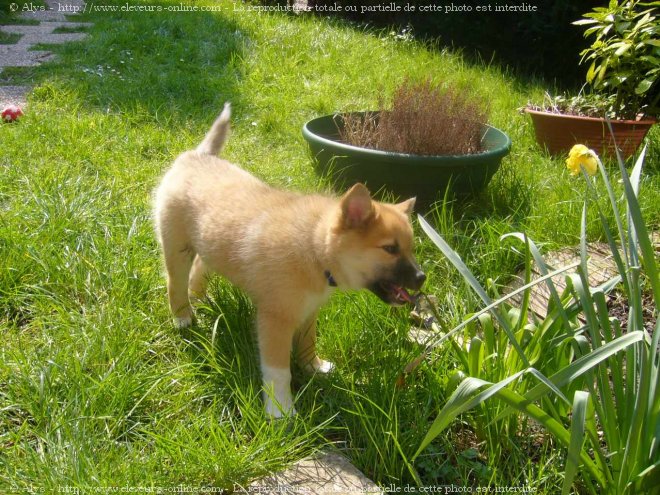 Photo de Chien de berger islandais