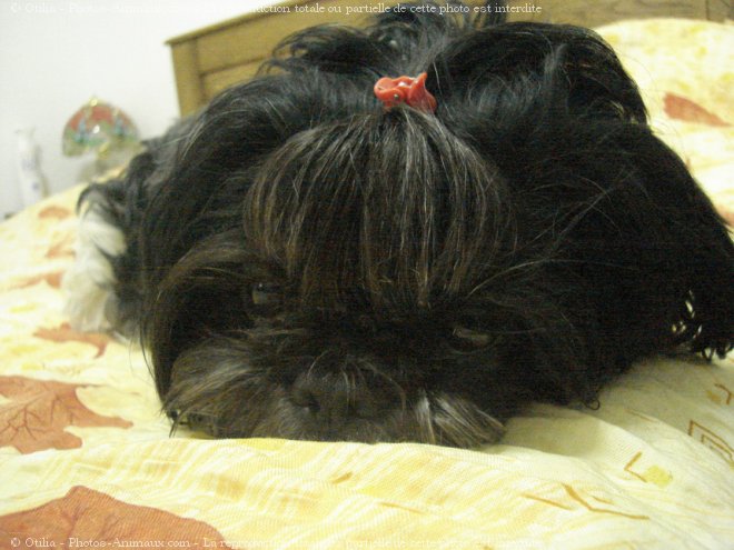 Photo de Shih tzu