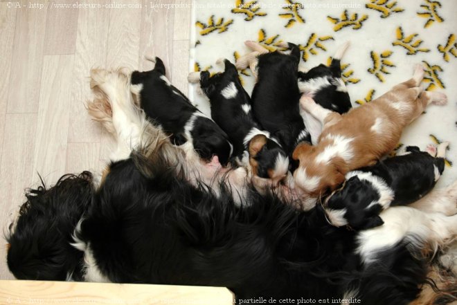 Photo de Cavalier king charles spaniel