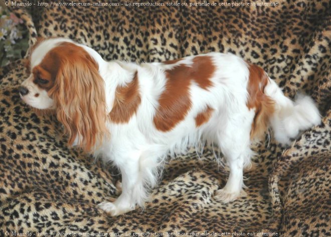 Photo de Cavalier king charles spaniel