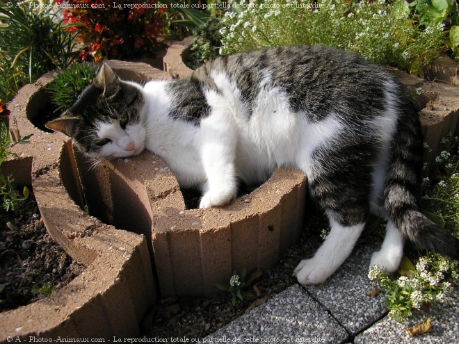 Photo de Chat domestique