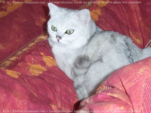 Photo de British shorthair