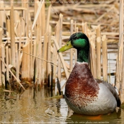 Photo de Canard colvert