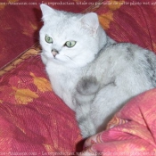 Photo de British shorthair