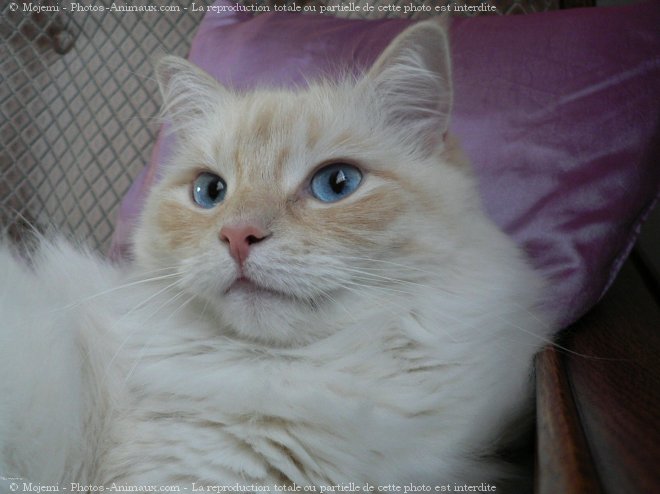 Photo de Ragdoll