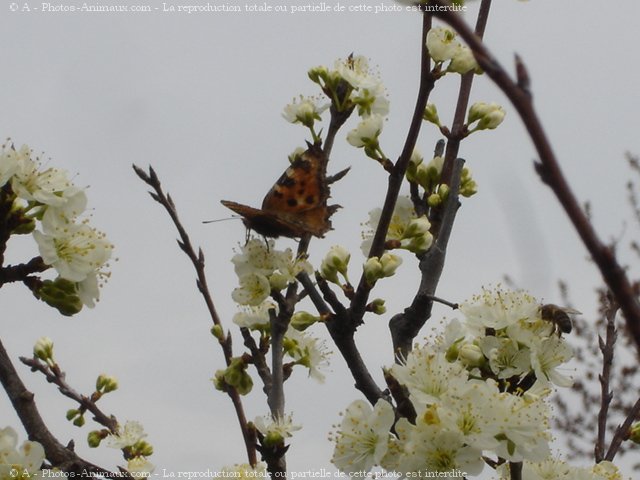 Photo de Papillon