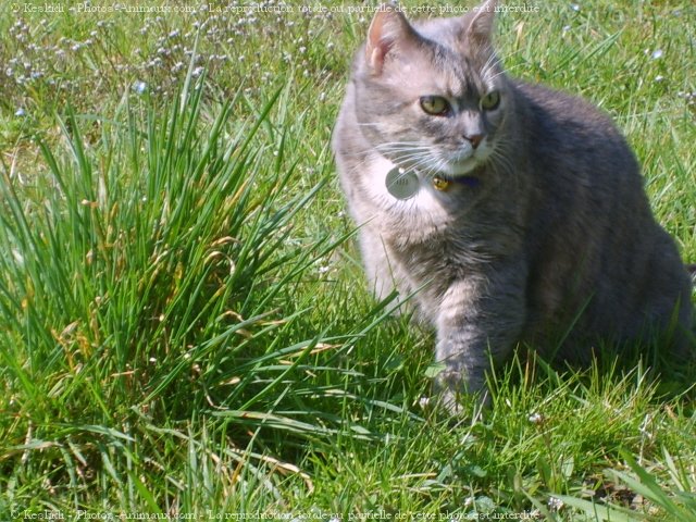 Photo de Chat domestique