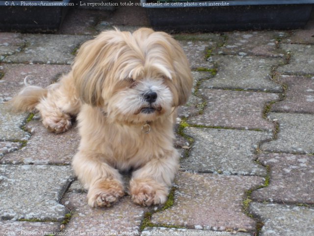 Photo de Lhassa apso