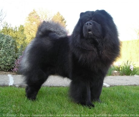 Photo de Chow chow