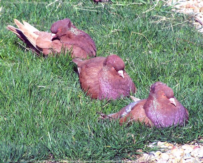 Photo de Pigeon