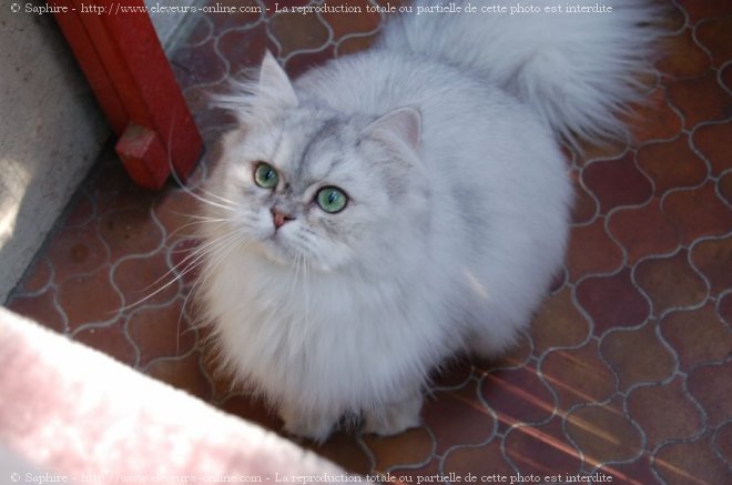 Photo de British longhair