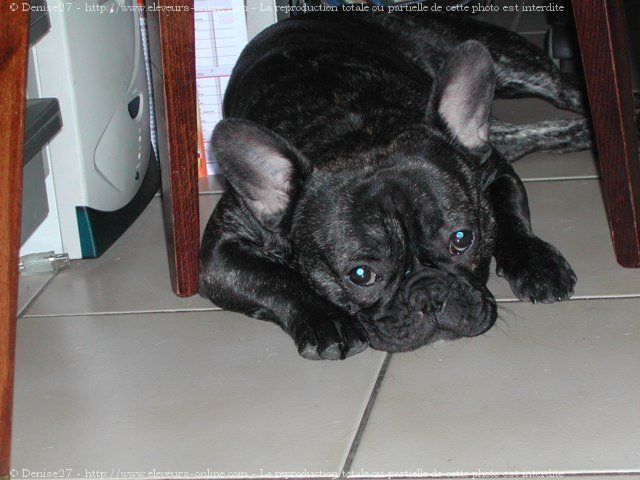 Photo de Bouledogue franais