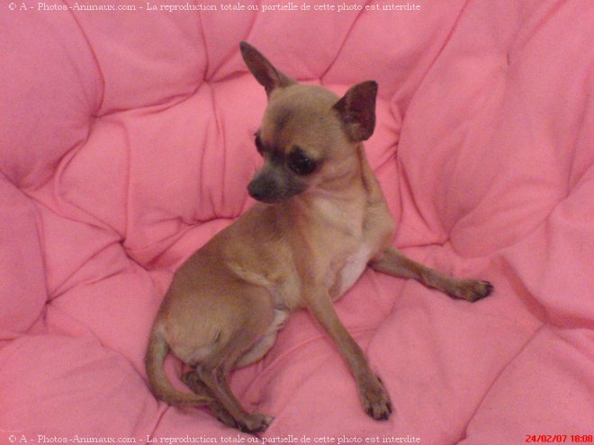 Photo de Chihuahua  poil court