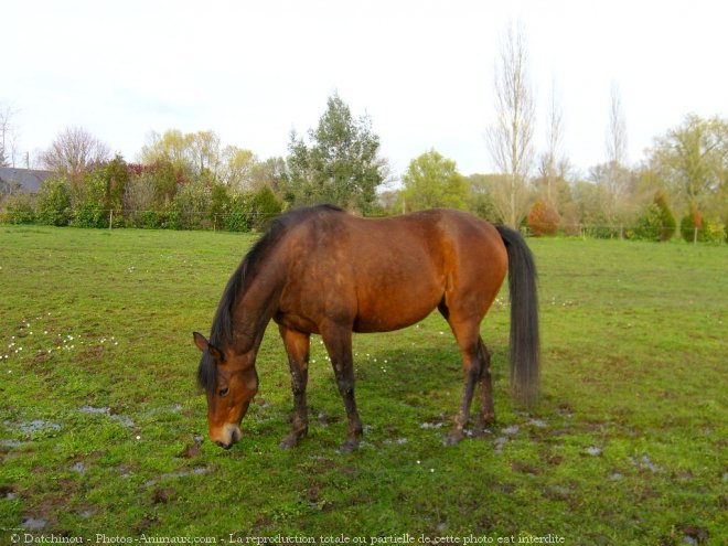 Photo de Poney franais de selle