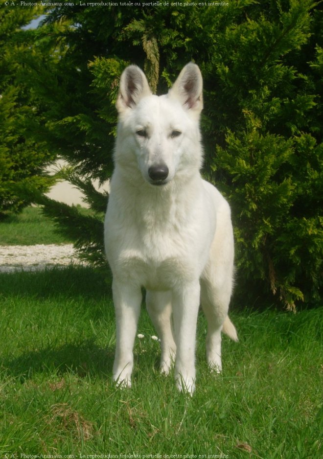 Photo de Berger blanc suisse