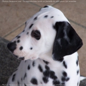 Photo de Dalmatien