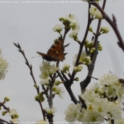 Photo de Papillon