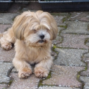 Photo de Lhassa apso