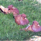 Photo de Pigeon