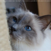 Photo de Sacr de birmanie