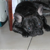 Photo de Bouledogue franais