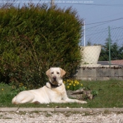 Photo de Labrador retriever