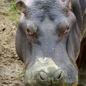 Photo de Hippopotame