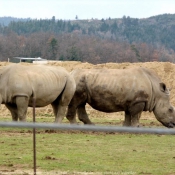 Photo de Rhinocros