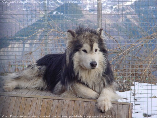 Photo de Malamute de l'alaska