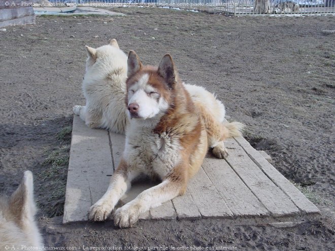 Photo de Husky siberien