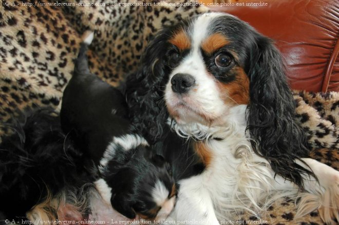 Photo de Cavalier king charles spaniel