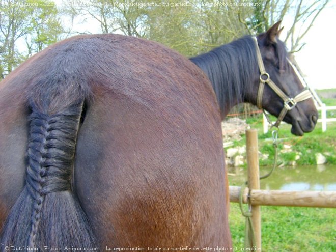 Photo de Trotteur franais