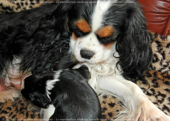 Photo de Cavalier king charles spaniel