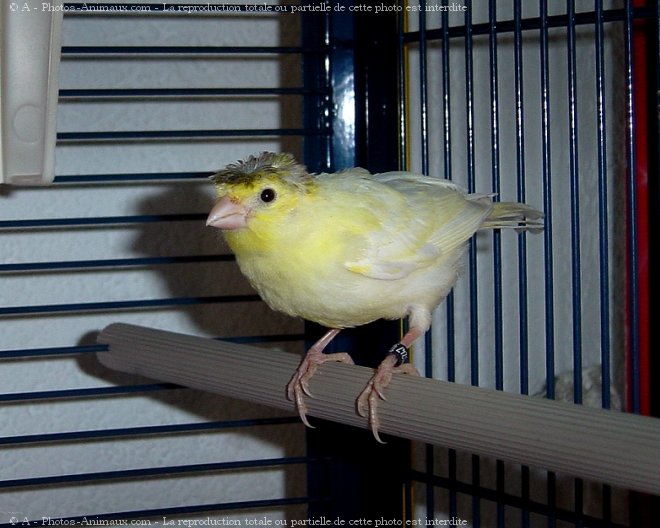 Photo de Canari