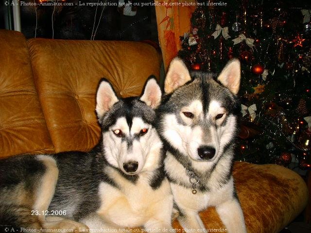 Photo de Husky siberien