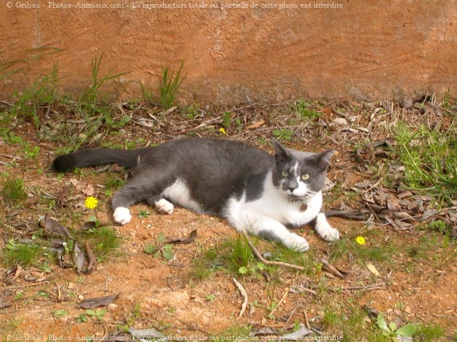 Photo de Chat domestique