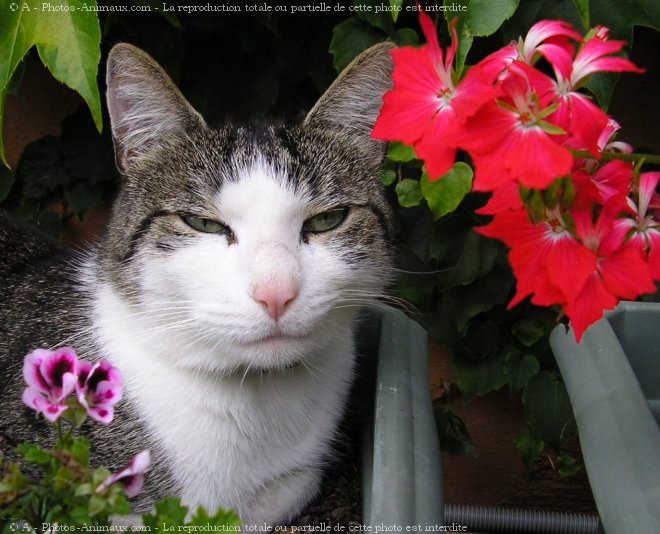 Photo de Chat domestique