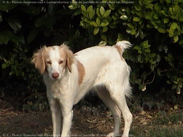 Photo d'Epagneul breton