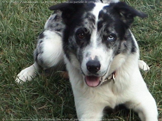 Photo de Border collie