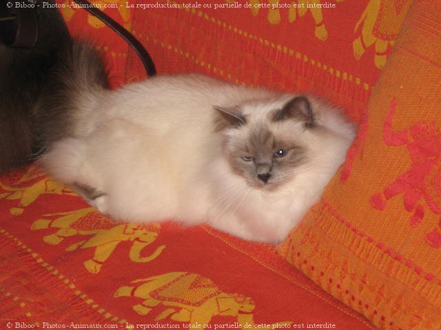 Photo de Sacr de birmanie