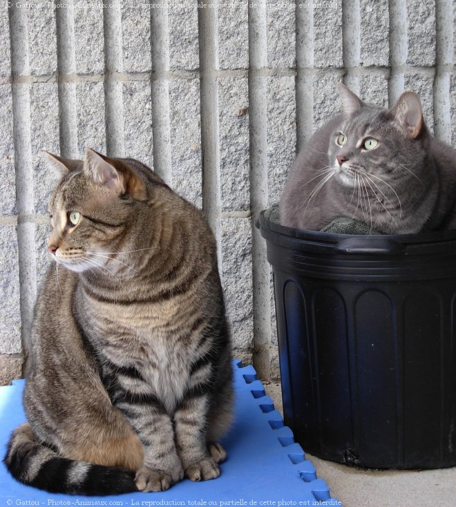 Photo de Chat domestique