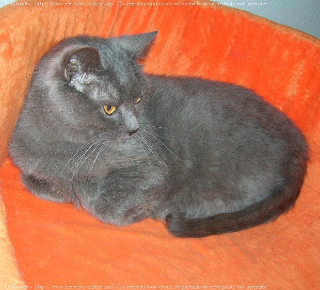 Photo de Chartreux